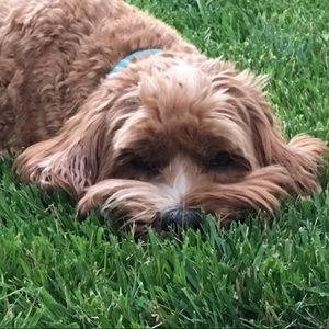 Meet your Posher, Donna